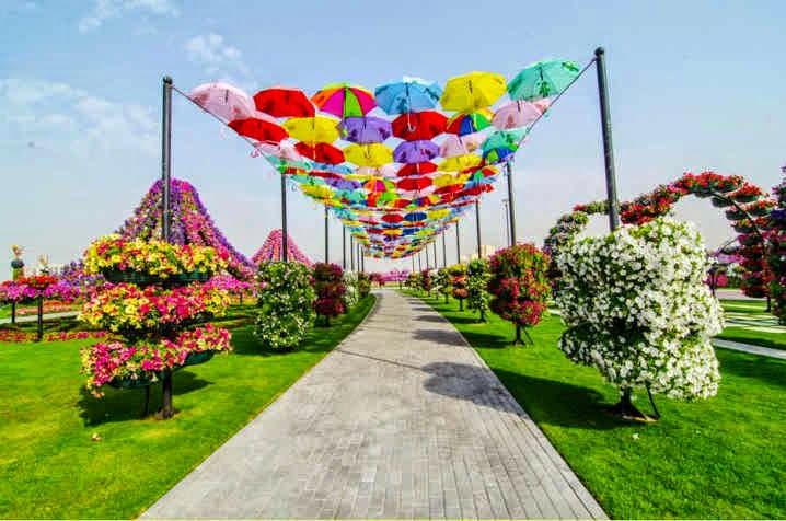  Dubai  Miracle Garden Taman  Bunga  Terbesar di  Dunia  yang 