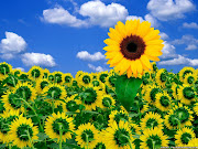 Flowers Wallpaper (sunflower desktop wallpaper)