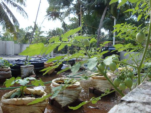 Organic Roof to Micro Farming: Vegetable garden on Roof