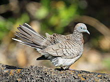 Foto Burung Perkutut