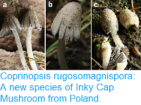 http://sciencythoughts.blogspot.co.uk/2017/08/coprinopsis-rugosomagnispora-new.html