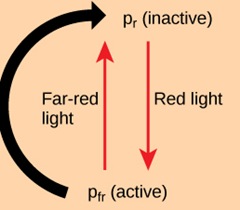 Phytochrome