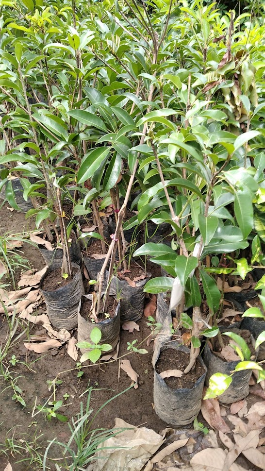 tanaman sawo mentimun bibit buah asal hasil okulasi kontraktor Mataram