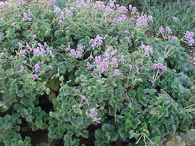 Pelargonium echinatum 