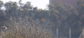 Fulvous Babblers - Taroudant, Morocco