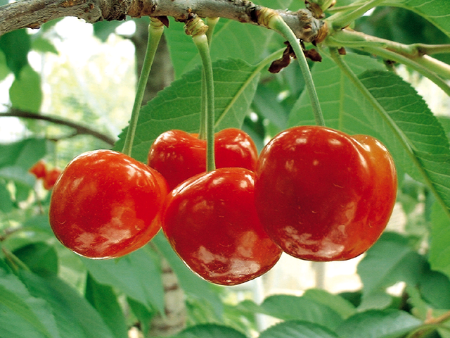 Hạt giống Anh Đào Cherry