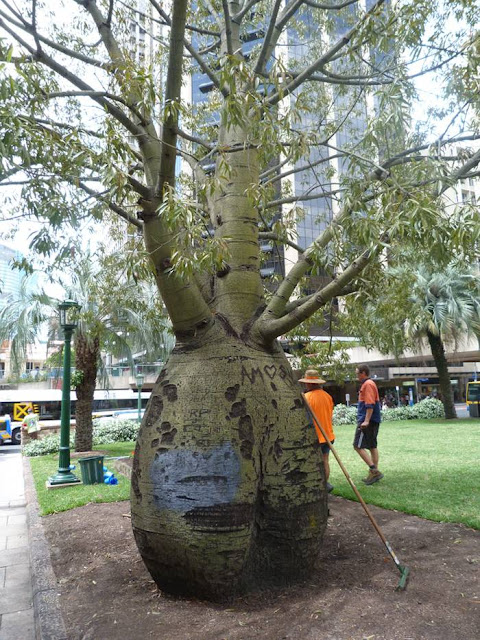 The Queensland Bottle Tree (Brachychiton rupestris) originally classified in the family Sterculiaceae, which is now within Malvaceae, is native of Queensland, Australia. Its grossly swollen trunk gives it a remarkable appearance and gives rise to the name. As a succulent, drought-deciduous tree, it is tolerant of a range of various soils, and temperatures.