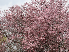 Cherry blossom tree in Vancouver