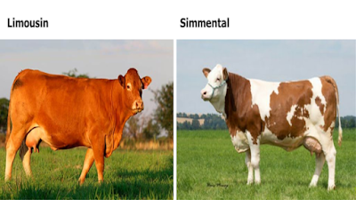 Limousin Cattle