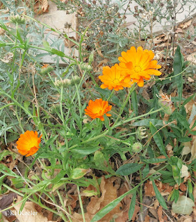 Calendula