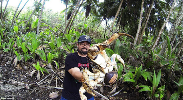 Ketam gergasi ditangkap oleh seorang pelancong