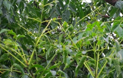 Possum1