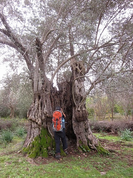 dalyan zeytinalan 20