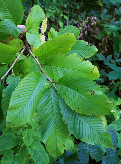 Rhamnus imeretina