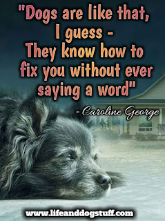 dog quotes inspirational | dog quotes with pictures