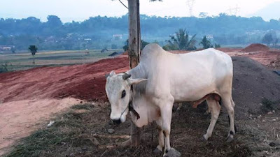 Sapi Terserang LSD Tak Bisa Dikurbankan