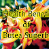 All Benefits of Butea Superba