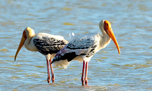 wetland water birds birding nature conservation travel pulicat lake chennai wildlife