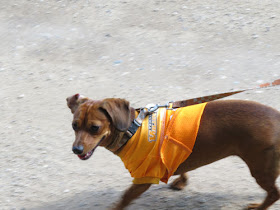 dachshund walking