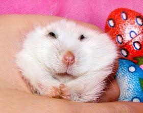 funny animal pictures, smiling hamster