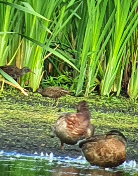 Spotted crake