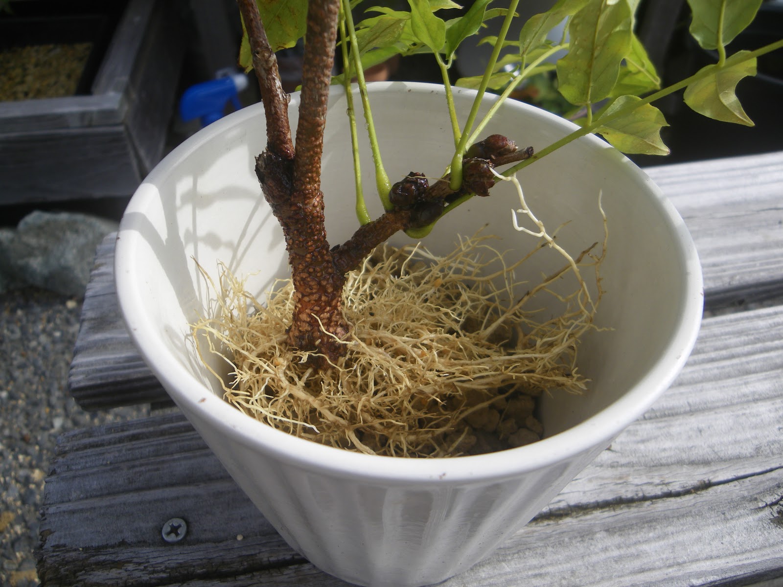 藤を取り木して 小さな鉢植えを作る メダカの大工