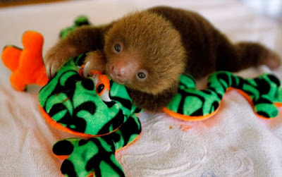 Cute Baby Sloth Seen On www.coolpicturegallery.net