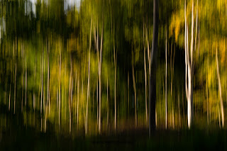 Naturfotografie Waldfotografie Weserbergland Olaf Kerber