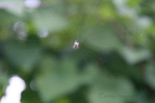 Spiderweb: color photo