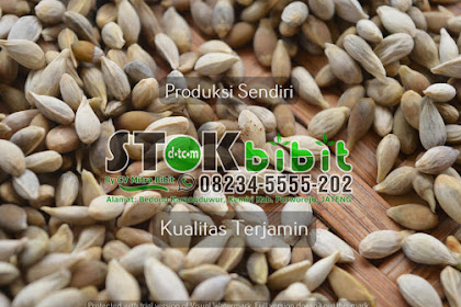Leci                                      buah leci merah