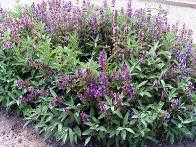 salvia, sauvia