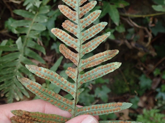 Polypodium interjectum