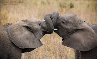 Elephants couple