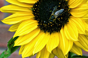 Bee on a sunflower