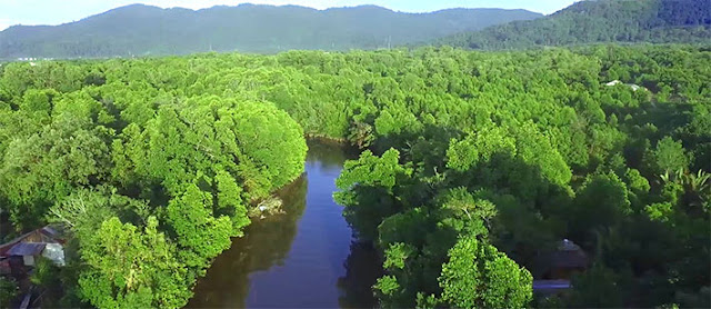 Hutan Bakau Mangrove Sukadana photo