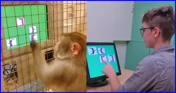 Experimentos linguisticos en computadoras. Monos y humanos.
