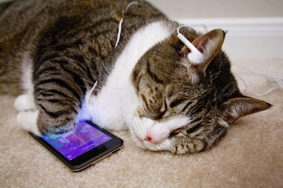 ipodcat