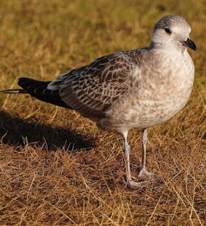 Larus canus juvenile