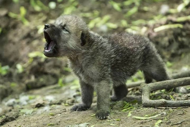 Howling Wolf Cub