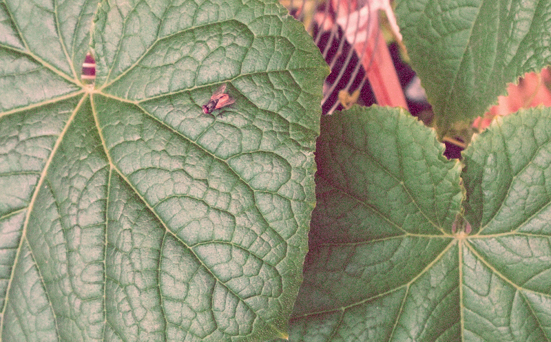 A fly chilling on a leaf.