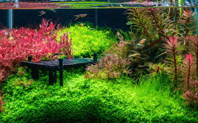 Dutch Style Planted Aquascape