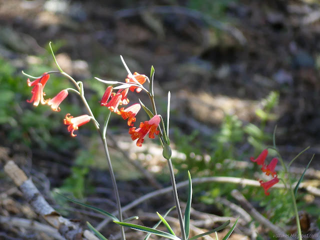 many red bells