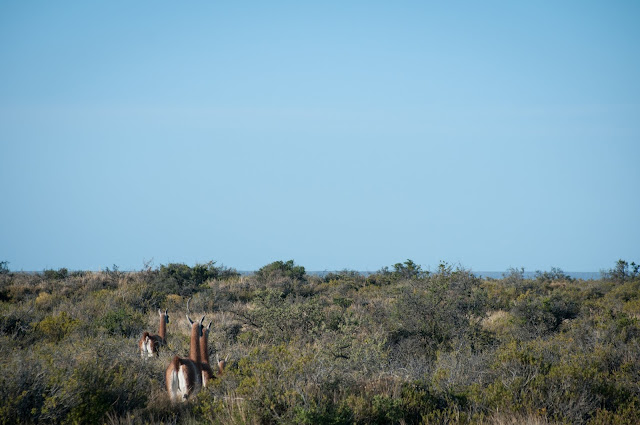 Guanacos, Península Valdés, Argentina