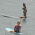 Lady Gaga surf