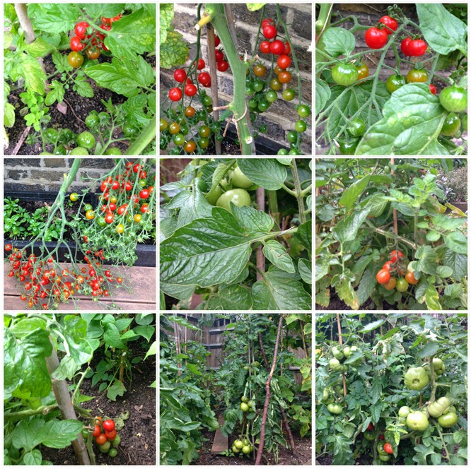 Our tomato plants, sept 2014 - Making Roast Tomato Soup by Alexis at www.somethingimade.co.uk