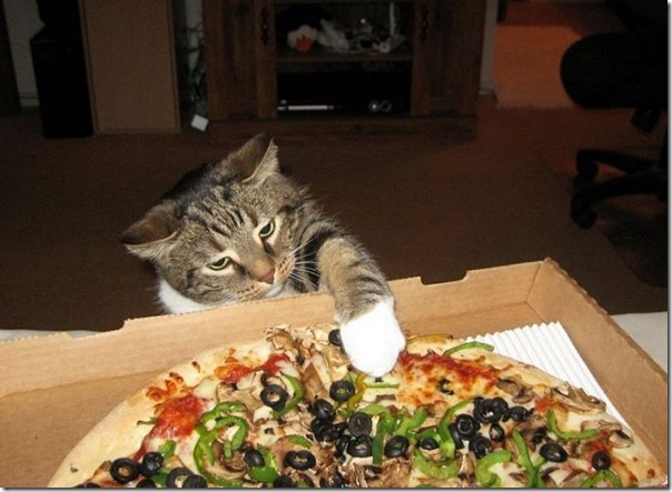 gatinho roubando um pedaço de pizza