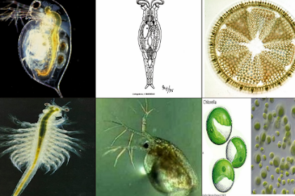 MENGENAL PLANKTON PAKAN IKAN