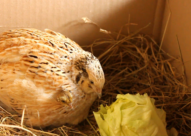 Organic coturnix quail and her chick