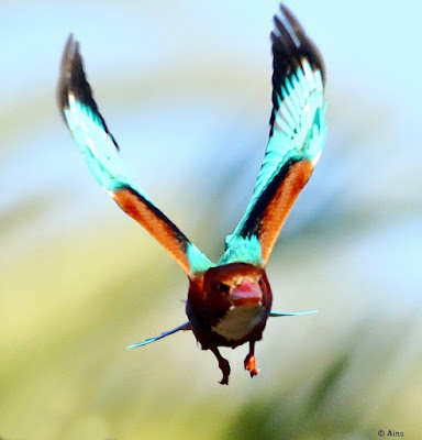 White-throated Kingfisher - In flight