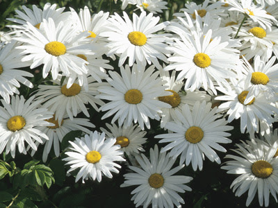 Daisy Flower